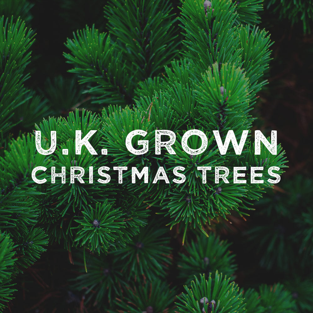 Christmas Trees